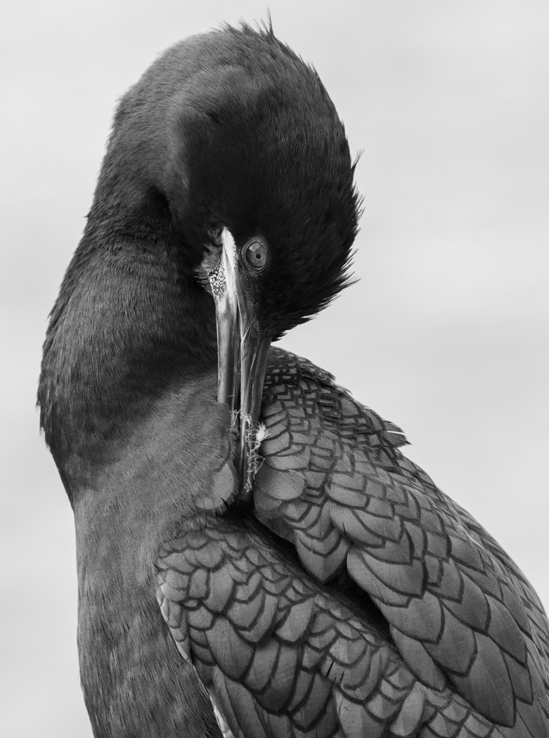 1st Jan Member 36 – Preening