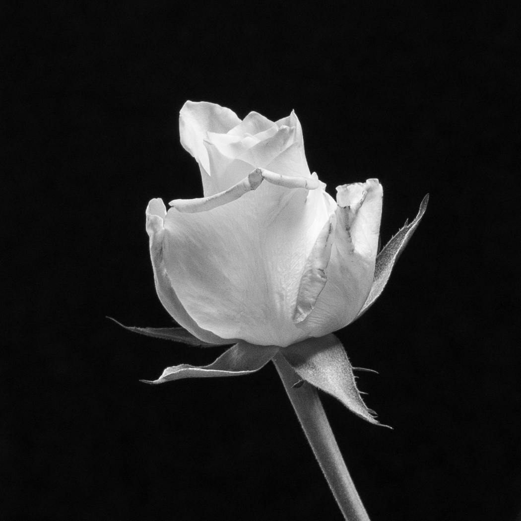2nd Nov Membet 25 EG White Rose
